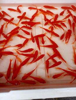 Goldfisch tiefrot - Hohenroth