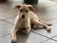 Labrador Mix Hündin - Gaimersheim