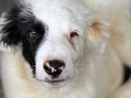 Oreo ist unsere kleine Knutschkugel - Elsdorf (Nordrhein-Westfalen)