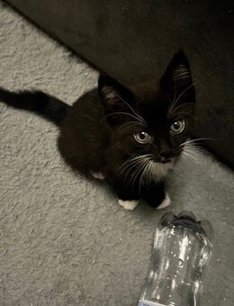 Verspielte süßes kätzchen - Köln