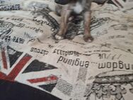 Whippet Welpen von Whippet Liebhabern - Rhede Zentrum