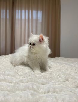 Edel & verschmuste Kitten zum Verlieben suchen Zuhause - Lörrach