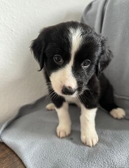 Welpen mit Köpfchen & Charme?! Border Collie x Labradoodle - Wolfenbüttel