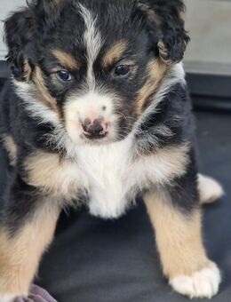 Aussiedor Australien Shepherd /Labrador Welpe - Vollersode