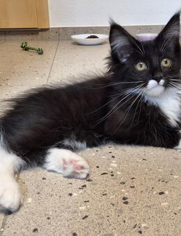 Norwegische Waldkatze - Treuchtlingen