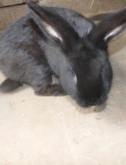 Kaninchen - Thiendorf