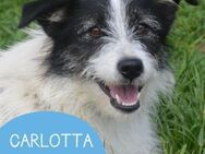 Schüchterne Carlotta sucht ihr Zuhause - Tarmstedt