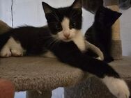 2 Kitten abzugeben - Dahlen