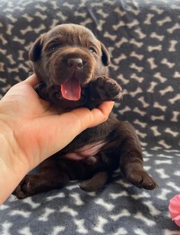 Wurfankündigung - Waldeck (Hessen)