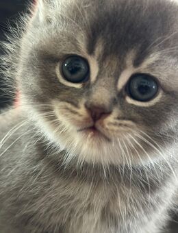 🐱 Zuckersüße Katzenbabys/Kitten suchen ein liebevolles Zuhause 🐱 BKH Ragdoll Mix - Blankenberg (Mecklenburg-Vorpommern)