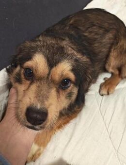 Nika, bezaubernde, kleine Hündin - Köln