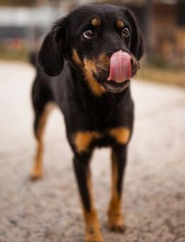 MALENA💖sanfte Seele zum Verlieben - Hamburg