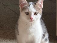 Süße EKH-Kitten suchen ein liebevolles Zuhause! - Esslingen (Neckar)