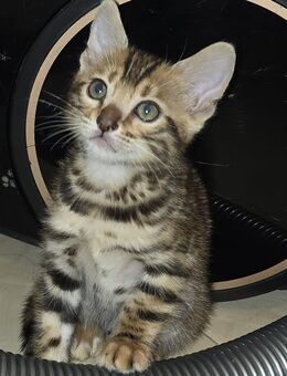 Baby Bengal Katze - Frankfurt (Main) Zeilsheim