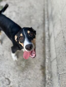 Aufgeschlossener Atréju - Beckingen