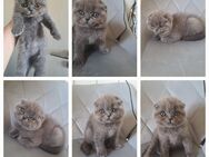 BKH Kitte männlich - Philippsthal (Werra)