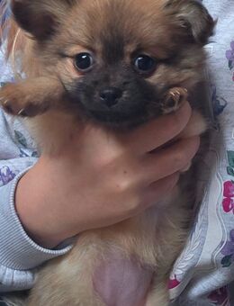 Pomchi-Welpen - Rosenheim