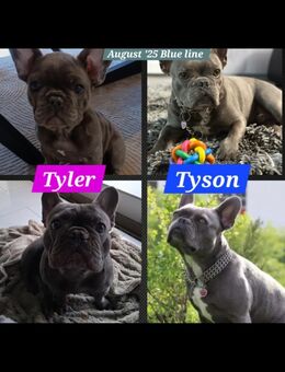 Französische Bulldogge Blue Line Welpen - Keltern