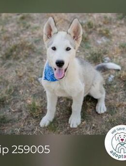 Chip 259005: Hundekind sucht ein Zuhause - Kirchzell