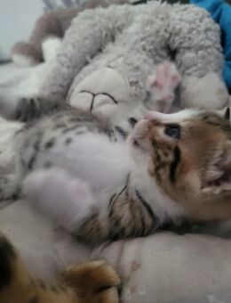 Bengal Mix Kitten Kater - Cuxhaven