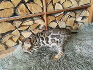 Reinrassige Bengal Kätzchen - Dingolfing