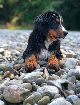 Berner Sennenhund Welpin – 4,5 Monate jung – verspielt & kinderlieb - Augsburg