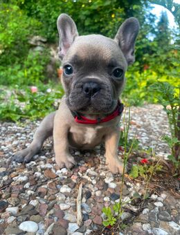 4 Super süße Französische Bulldoggen Welpen - Willingen (Upland)