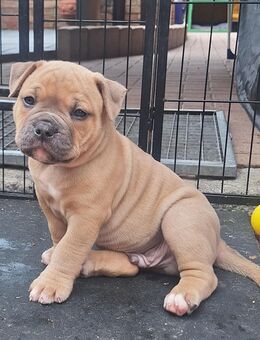 Old English Bulldog Rüde mit Ahnentafel - Fambach