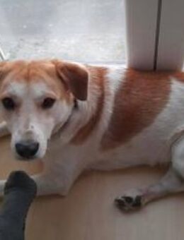 Dinus sucht Einzelzuhause auf dem Land - Koblenz