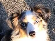 -Deckrüde- Toy Aussie blue merle + blaue Augen - Dierdorf