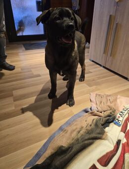 Mischlingswelpen – Labrador × Akita - Springe Zentrum