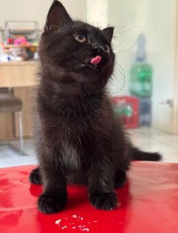 Babykatzen suchen Familie - Mönchengladbach