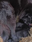 Altdeutsche Hütehunde Welpen in 91629