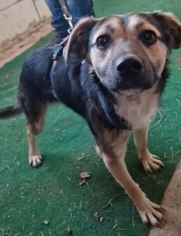 Caius - freundlich und neugierig - Westerholt