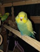 Wellensittiche in 94469