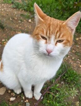 Pringles - die Schoßkatze - Kirchheim (München)