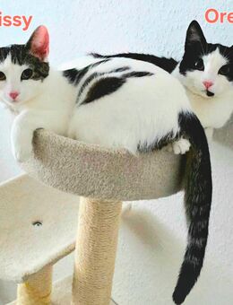 Zwei liebe Katzenschwestern in verantwortungsvolle Hände abzugeben - Mönchengladbach