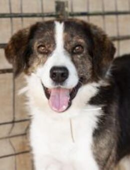 Fellnase Vili sucht vertrauensvollen Zwe - München