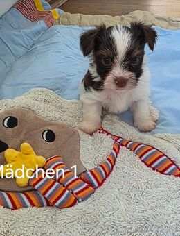 BIRO YORKSHIRE TERRIER. - Goslar
