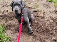 Deutschen Dogge sucht Zuhause - Schweinfurt