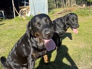 Zwei Labrador golden Retriever Mischlinge suchen ein neues Zuhaus - Schafflund