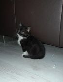 Perser Mix Kätzchen (Handaufzucht) in 41238