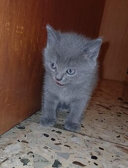 BKH/SIAM Babykatzen zu verkaufen! - Winnenden Zentrum