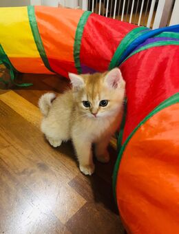 Wunderschöne BKH (letzte ein Junge) mit Stammbaum. - Biberach (Riß)