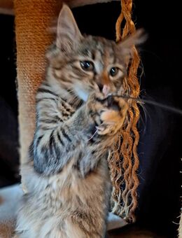 Maine Coon Kitten Mix m/w - Renchen