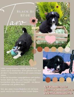 Australian Shepherd Rüde Black Bi - Kaufbeuren