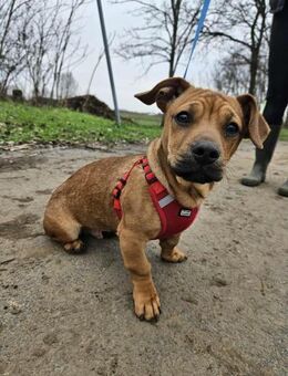 Unikat Zümi - Velbert