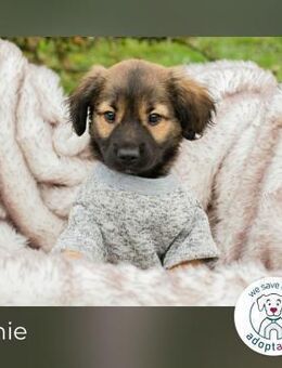 Arnie: Hundekind sucht ein Zuhause - Kirchzell