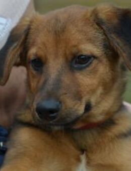 Herzjunge Dani sucht sein Körbchen - Essen