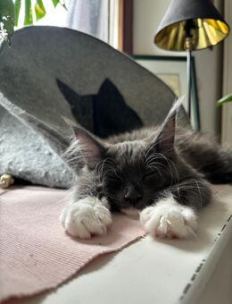 Main Coon Katze - Schechen
